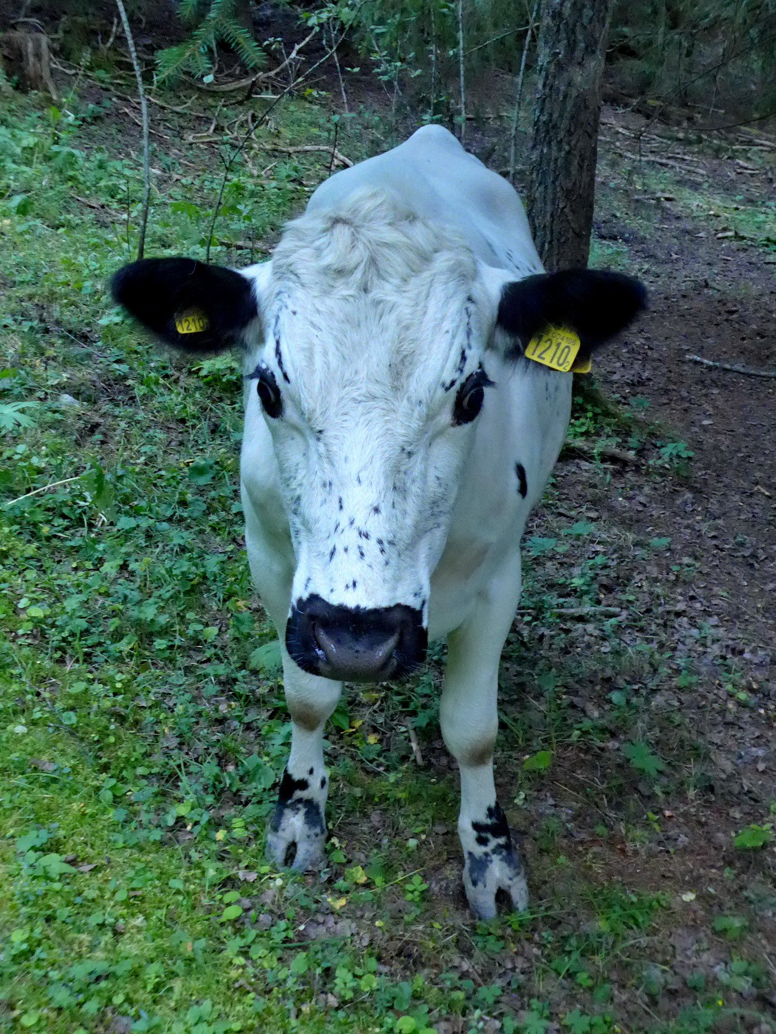 Cow of Glösa